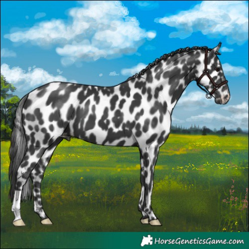 Horse Color:Black Appaloosa 