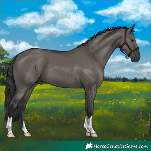 Horse Color:Grullo 