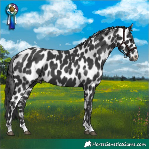 Horse Color:Black Skewed LP Spotted 