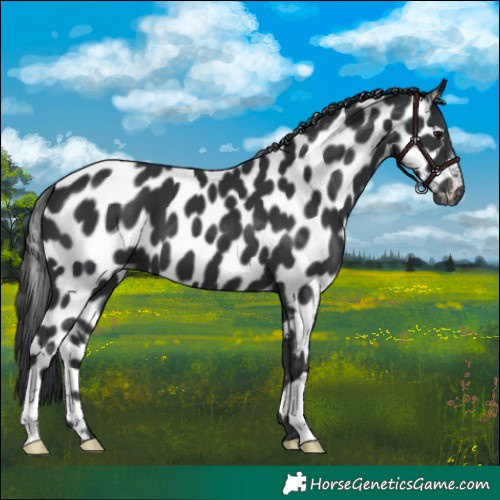 Horse Color:Black Appaloosa