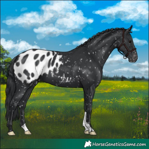 Horse Color:Black Appaloosa