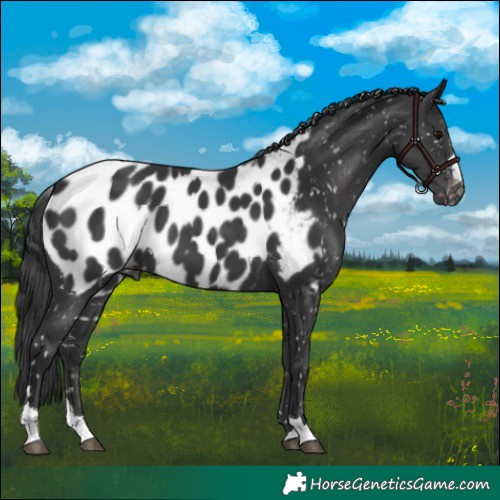 Horse Color:Black Near Leopard 