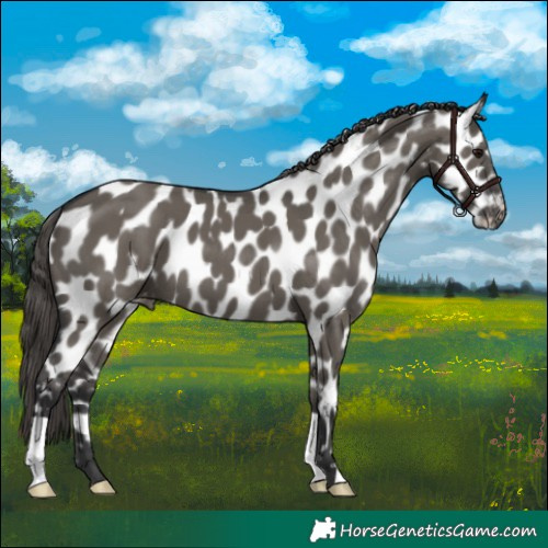 Horse Color:Grullo Appaloosa