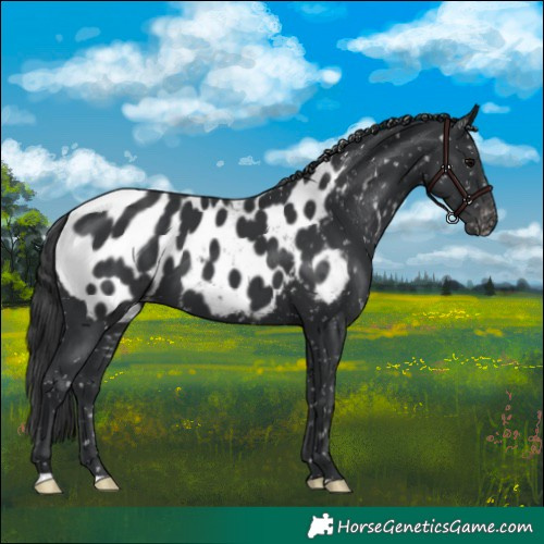 Horse Color:Black Near Leopard