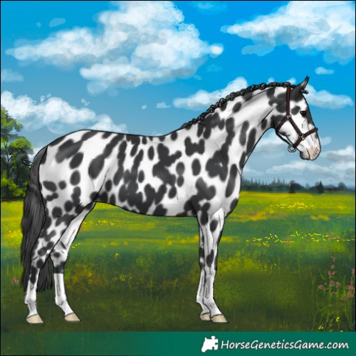 Horse Color:Black Appaloosa 