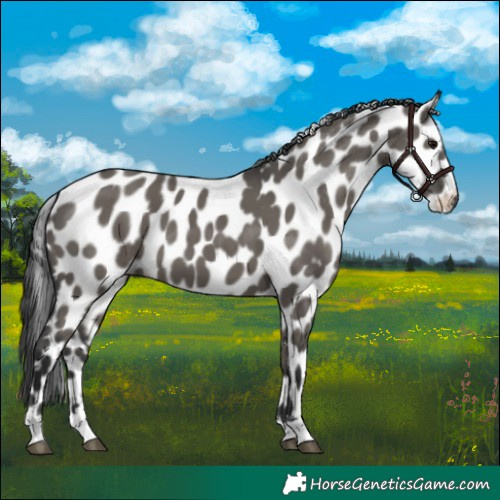 Horse Color:Grullo Appaloosa