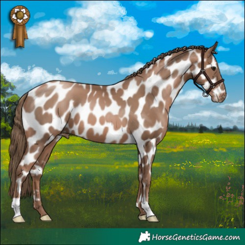 Horse Color:Black Pearl Appaloosa 