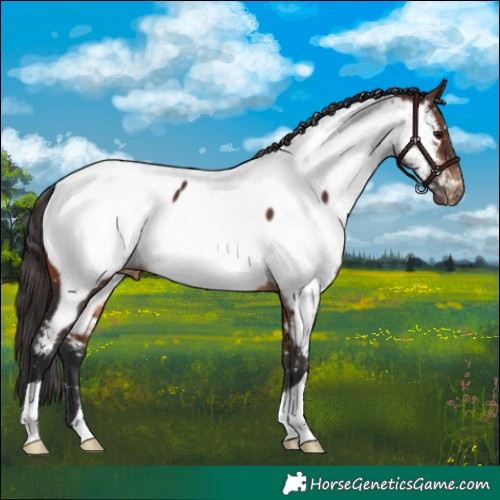Horse Color:Brown Near Fewspot