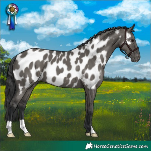 Horse Color:Grullo Near Leopard 