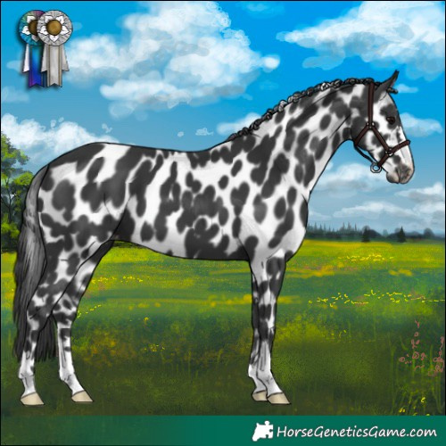Horse Color:Black Appaloosa 