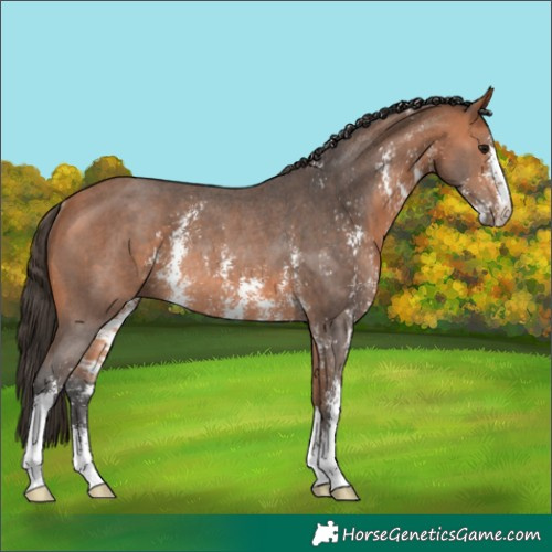 Horse Color:Bay Sabino Rabicano