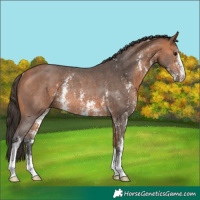 Horse Color:Bay Sabino Rabicano