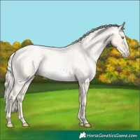 Horse Color:Silver Smoky Blue Roan Pearl Frame Rabicano 