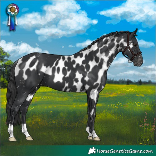 Horse Color:Black Skewed Appaloosa 