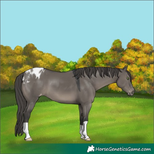 Horse Color:Grullo Appaloosa