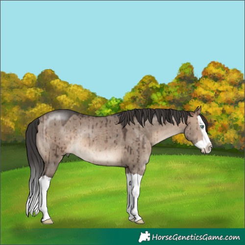 Horse Color:Brown Dun Mushroom Splash Rabicano Brindle