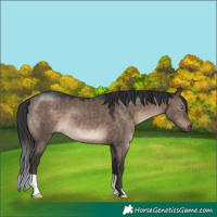 Horse Color:Brown Dun Mushroom