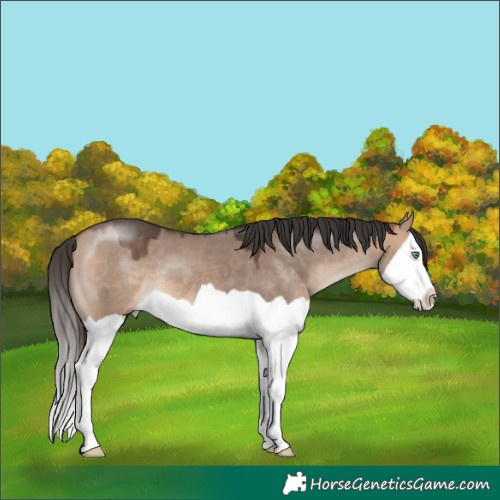Horse Color:Bay Dun Mushroom Splash 