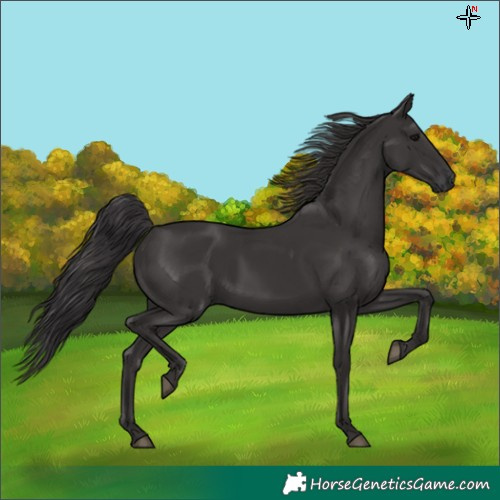 Horse Color:Smoky Black