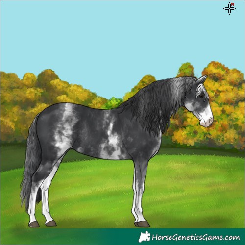 Horse Color:White Spotted Black Rabicano