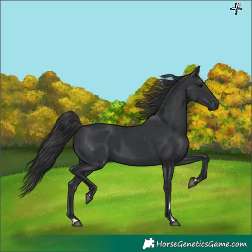 Horse Color:Black 