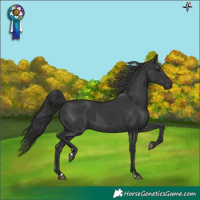 Horse Color:Black 
