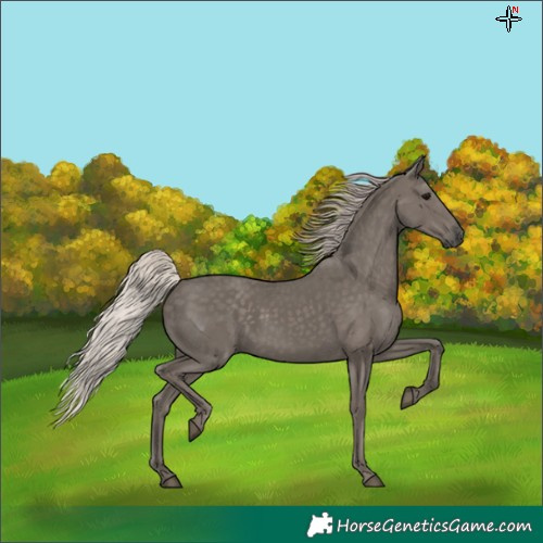 Horse Color:Silver Black