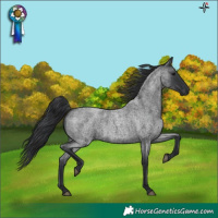 Horse Color:Blue Roan 