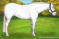 Horse Color:Liver Chestnut Appaloosa 