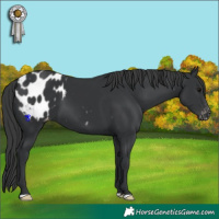 Horse Color:Black Blanket 