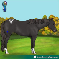 Horse Color:Smoky Black Varnish
