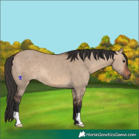 Horse Color:Brown Dun 