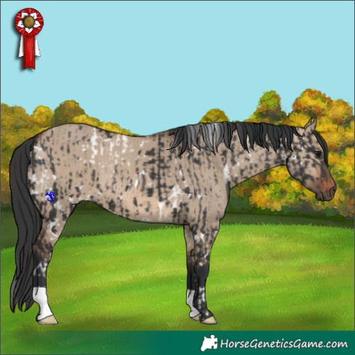 Horse Color:White Spotted Black and Brown Dun