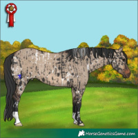 Horse Color:White Spotted Black  and Brown Dun 