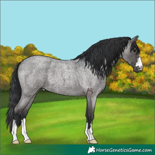 Horse Color:Blue Roan 