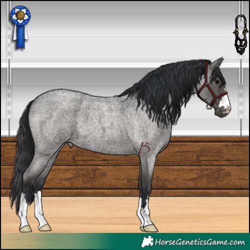 Horse Color:Blue Roan 