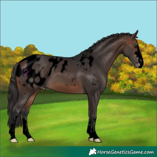 Horse Color:Void Brown Appaloosa