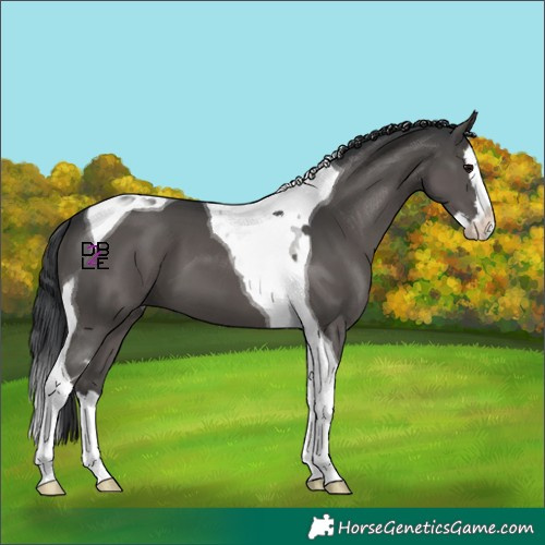 Horse Color:Black Splash Tobiano 