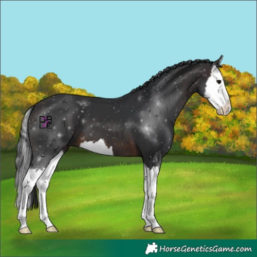 Horse Color:Brown Splash
