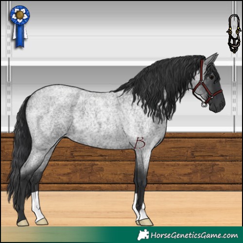 Horse Color:Blue Roan 