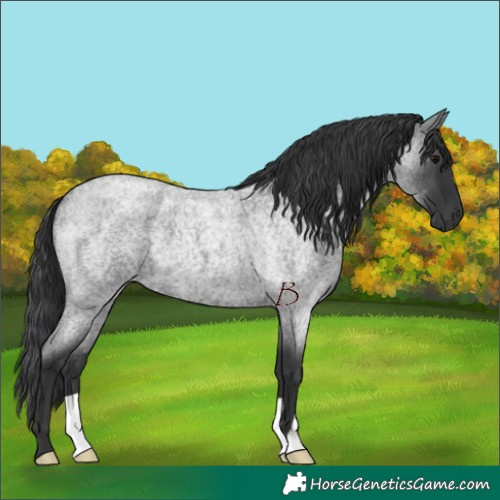 Horse Color:Blue Roan