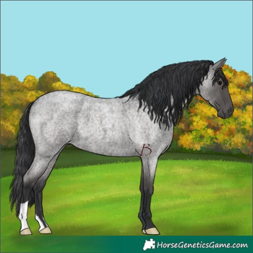 Horse Color:Blue Roan 