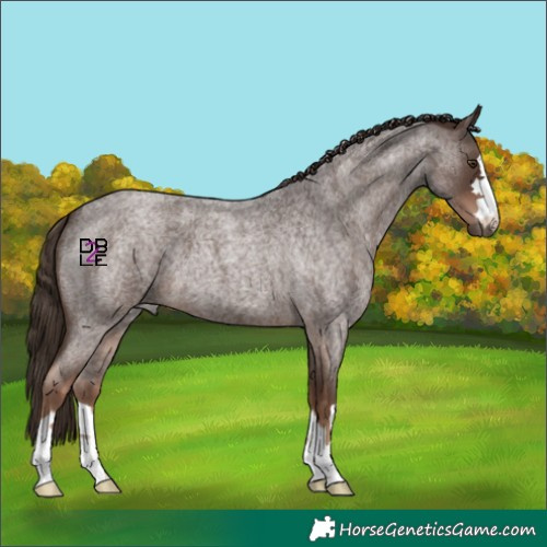 Horse Color:Liver Red Roan 