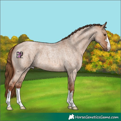 Horse Color:Red Dun Roan 