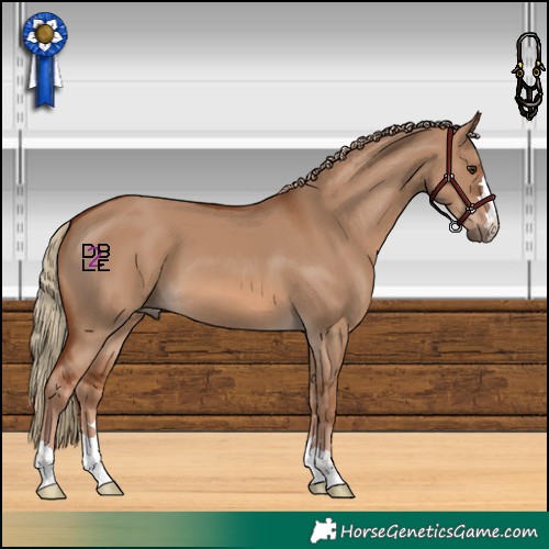 Horse Color:Red Dun