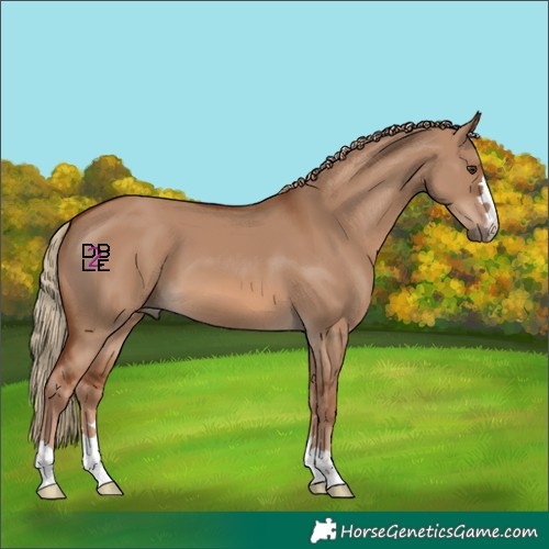 Horse Color:Red Dun 