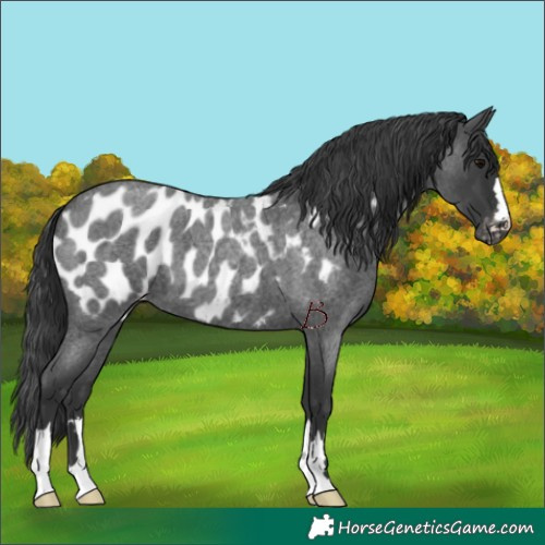 Horse Color:Blue Roan Appaloosa