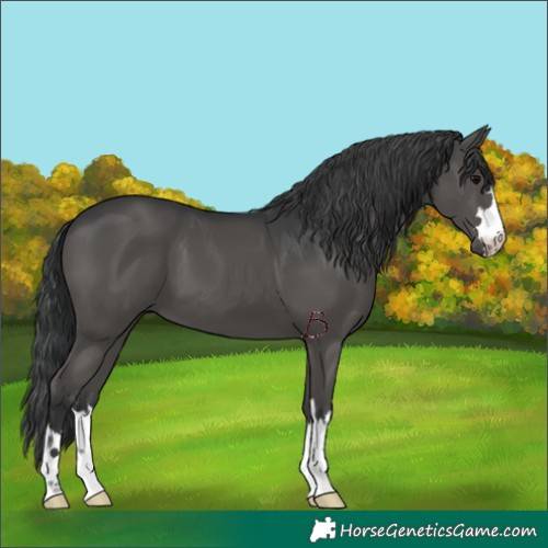 Horse Color:Black 