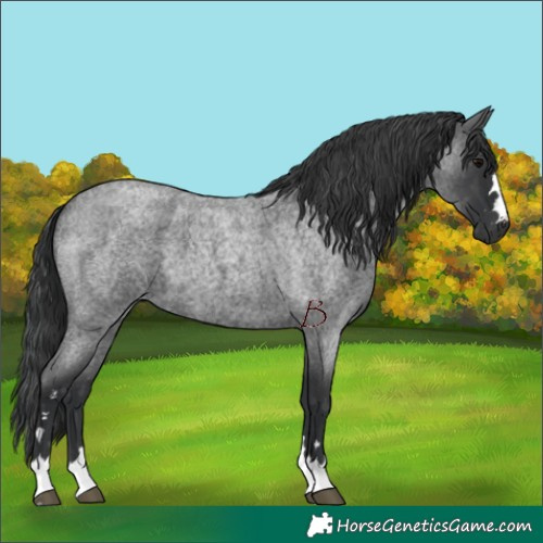 Horse Color:Blue Roan