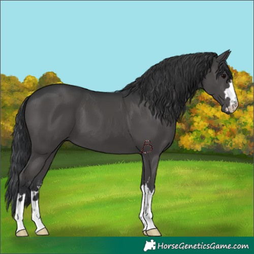 Horse Color:Black 